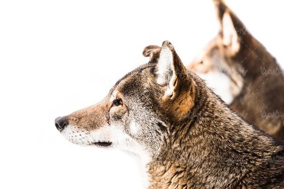 wolf