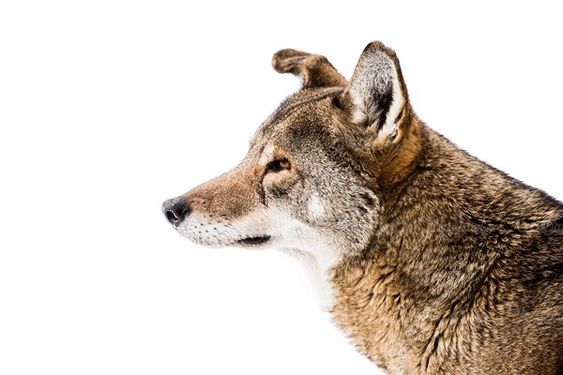 wolf