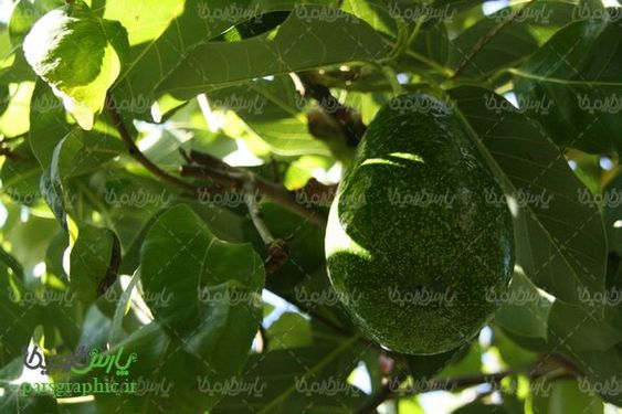 دانلود رایگان عکس آواکادو