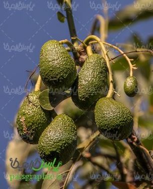 تصویر با کیفیت آواکادو