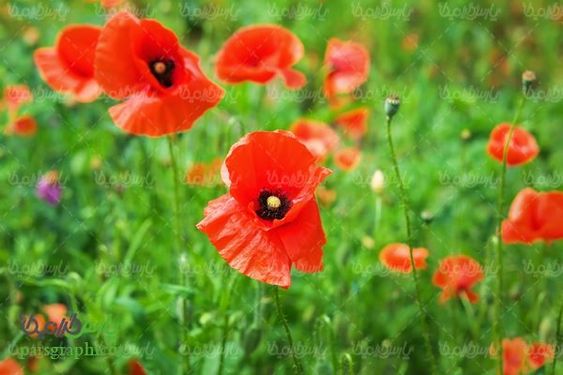 Plain Anemone