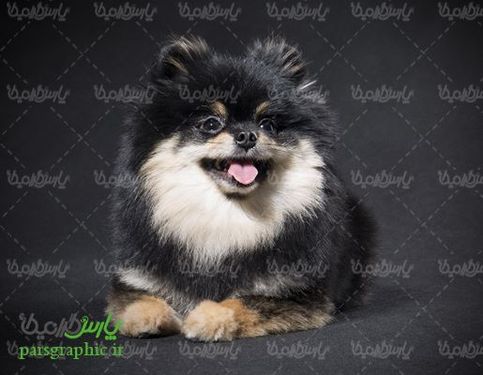 Fantasy dog