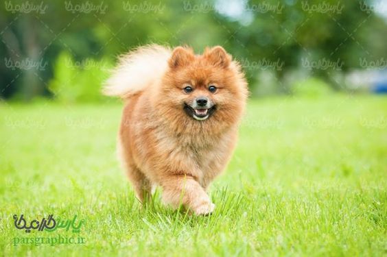 Fantasy dog