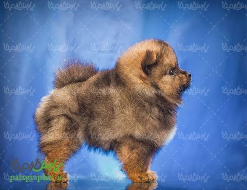 Fantasy dog