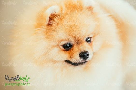 Fantasy dog