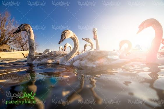 قو سفید