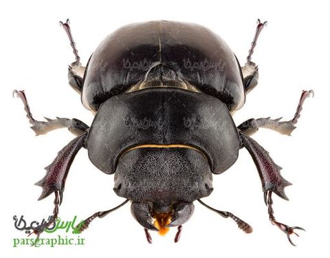 Beetle