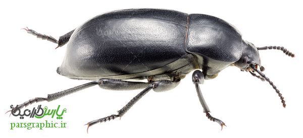 Beetle