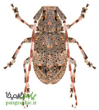 Beetle
