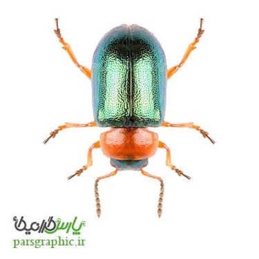 Beetle