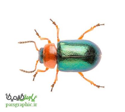 Beetle