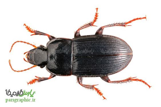 Beetle