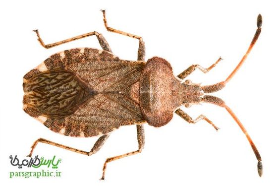 Beetle