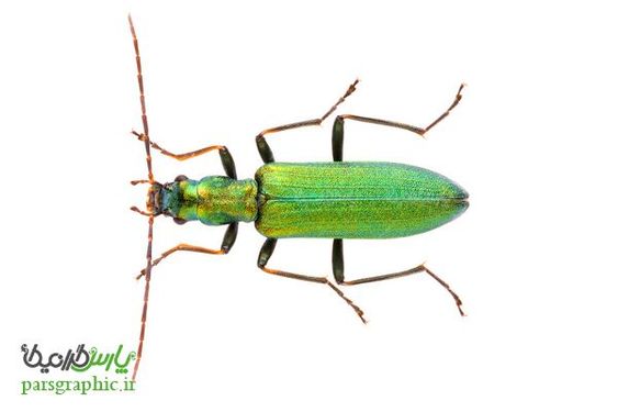 Beetle