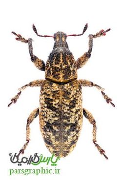 Beetle
