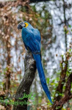 Parrot