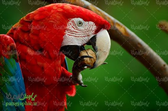 Parrot
