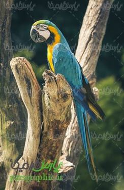 Parrot