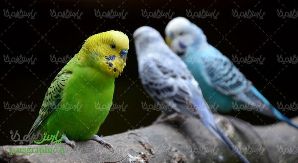 Parrot