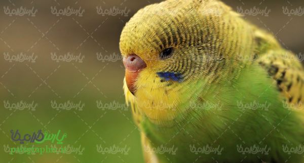 تصویر با کیفیت طوطی