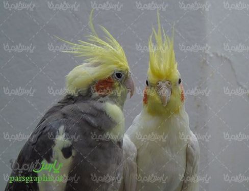 تصویر با کیفیت طوطی
