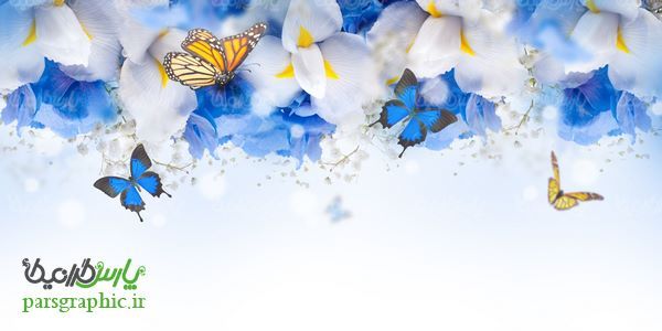 بک گراند گل و پروانه
