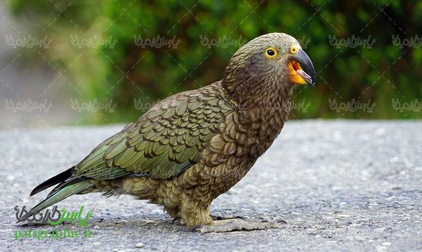 طوطی رنگی
