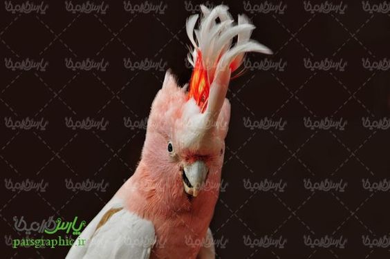 دانلود رایگان عکس طوطی