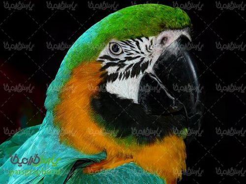 عکس با کیفیت طوطی