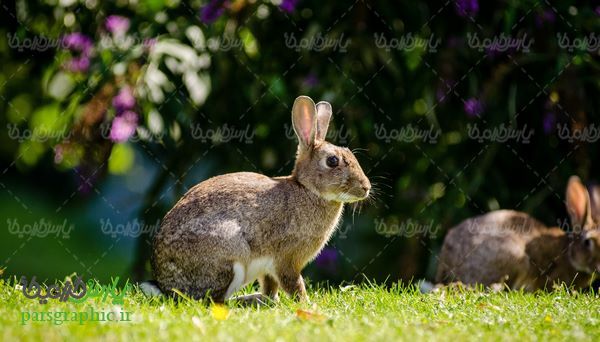 Rabbit