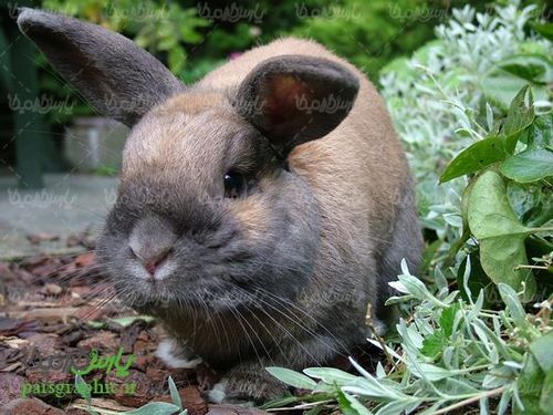 Rabbit