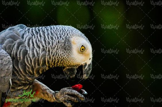 Download Free Parrot Photos