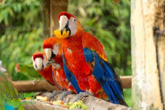 Download Free Parrot Photos