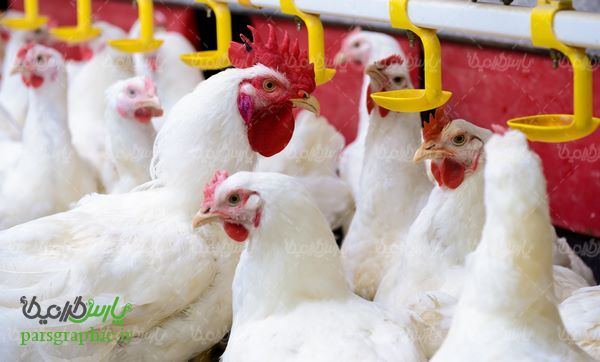Aviculture