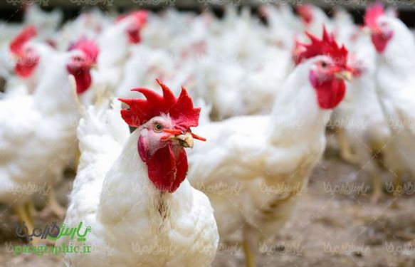 Aviculture