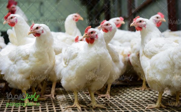 Aviculture