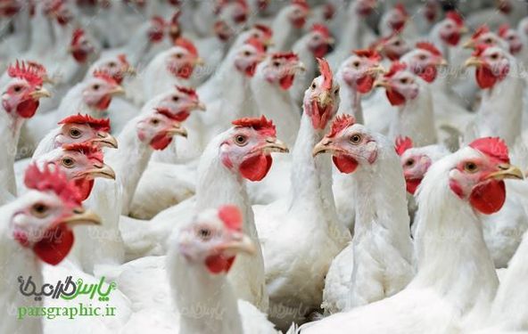 Aviculture