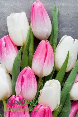 دانلود رایگان عکس گل طبیعی