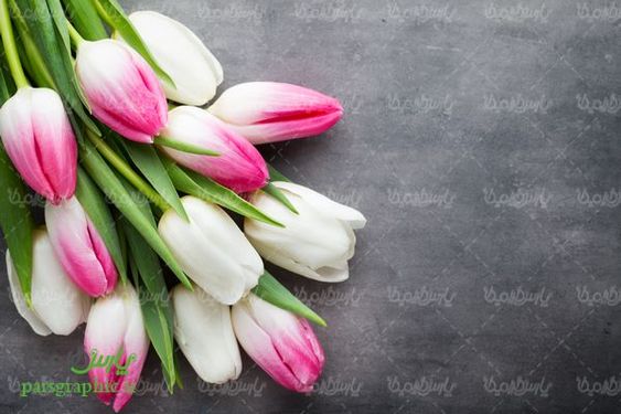 دانلود رایگان عکس گل طبیعی