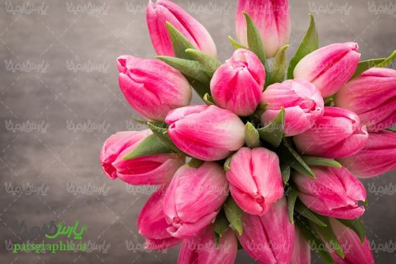 دانلود رایگان عکس گل طبیعی