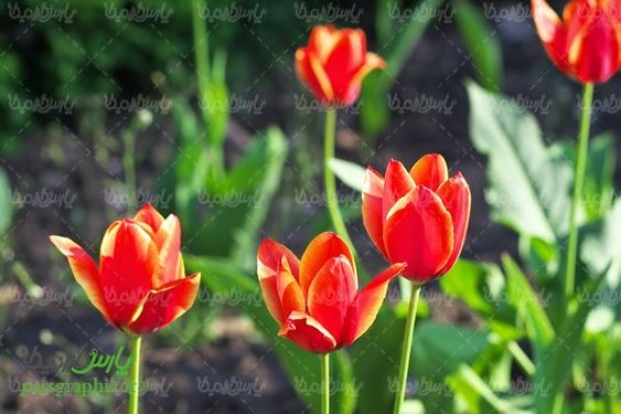 مزرعه گل