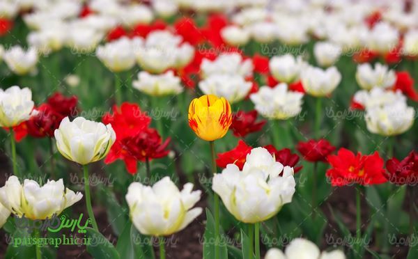 Flower Farm