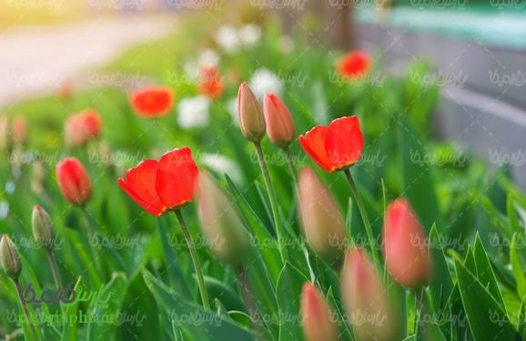 Flower Farm