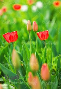 Flower Farm