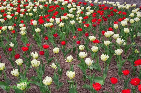 Flower Farm