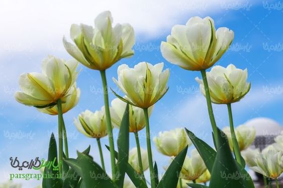 عکس با کیفیت مزرعه گل