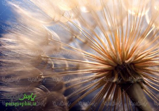 Dandelion
