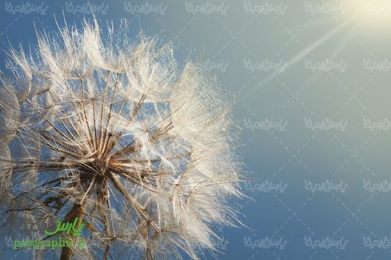 Dandelion