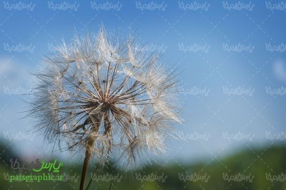 Dandelion