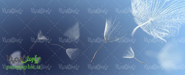 دانلود رایگان عکس گل قاصدک